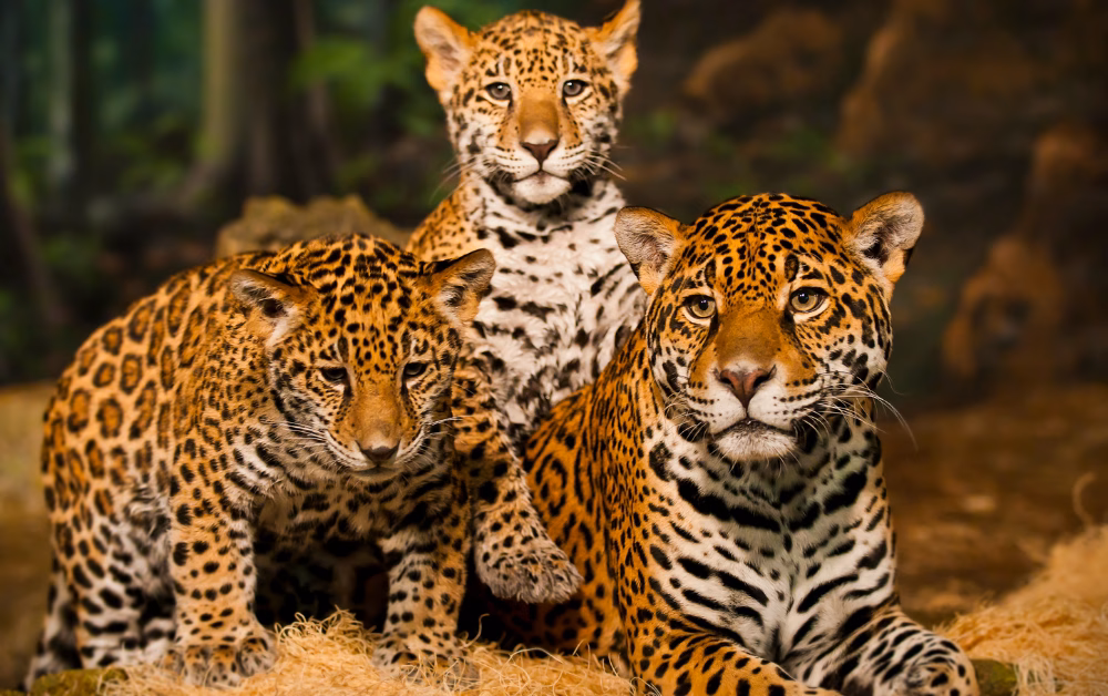 Photograph of a leopard mother with two cubs in a natural forest setting