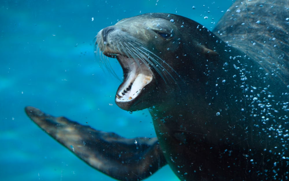 Close-up of a sea lion underwater with mouth open